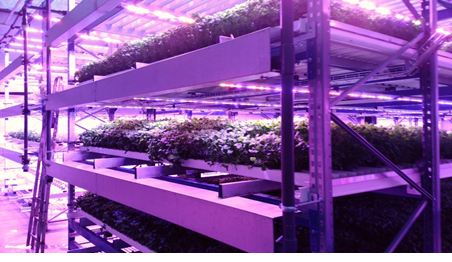 図. LED、多段式栽培棚を用いて栽培されている葉物野菜