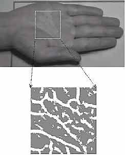 Captured vein pattern