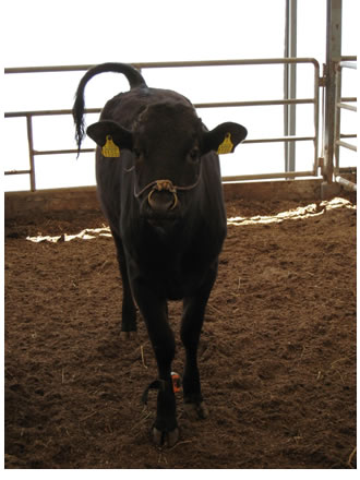 写真：「牛歩SaaS」の歩数計を装着した牛